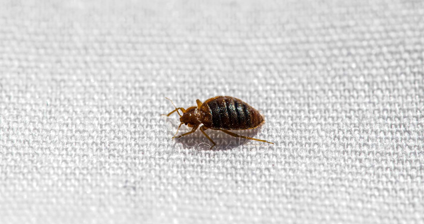 severe bed bug infestation