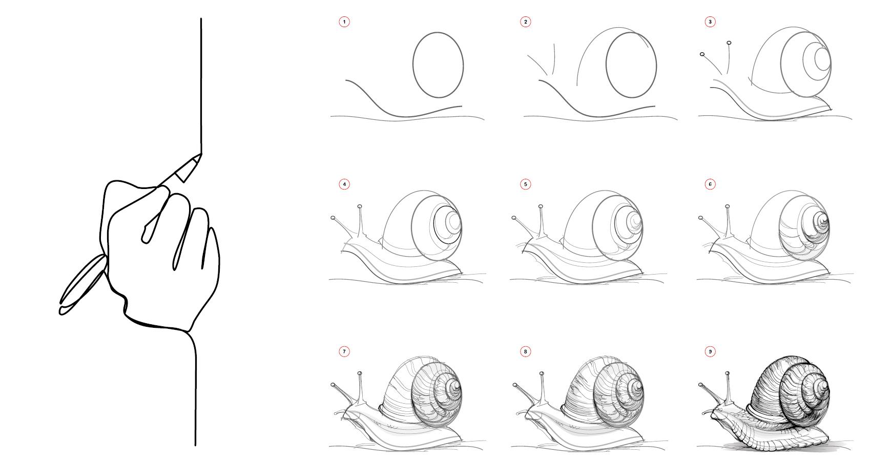 Drawing progression of snails